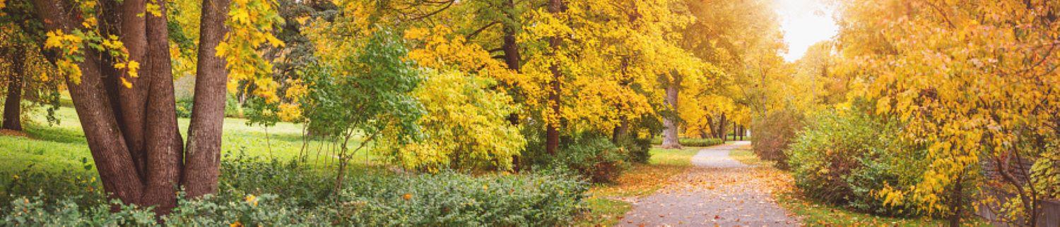 Fall tree pathway